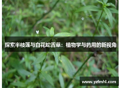 探索半枝莲与白花蛇舌草：植物学与药用的新视角